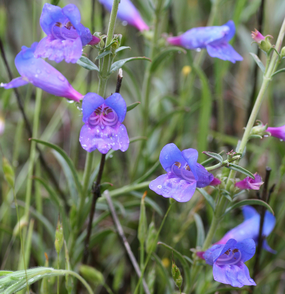 پنستمون هتروفیلوس